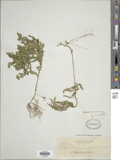 Selaginella jagorii image