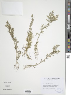 Selaginella molliceps image