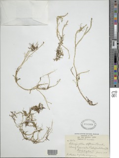 Selaginella deflexa image