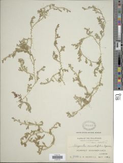 Selaginella remotifolia image