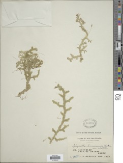 Selaginella boninensis image