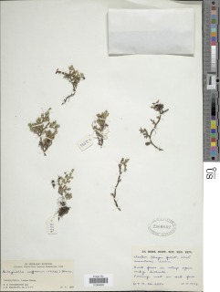 Image of Selaginella caffrorum
