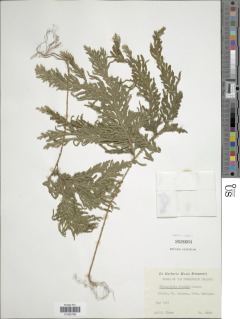 Selaginella fenixii image