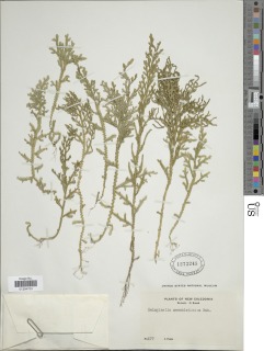 Selaginella neocaledonica image