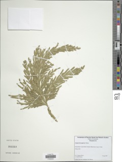 Selaginella longipinna image