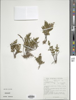 Selaginella bryopteris image