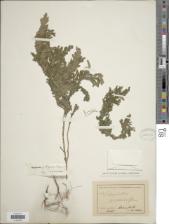 Selaginella ramosii image