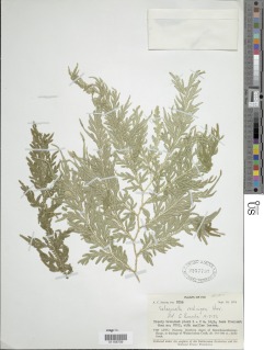 Selaginella rechingeri image