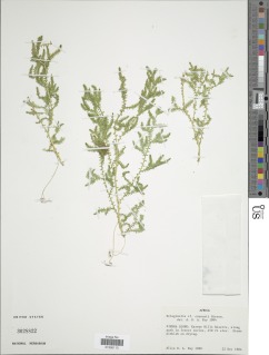 Image of Selaginella soyauxii