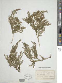 Selaginella menziesii image