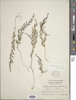 Selaginella eschscholzii image