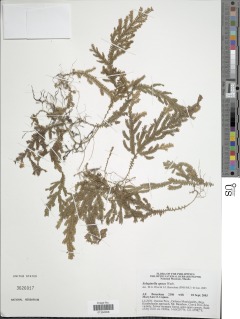 Selaginella opaca image