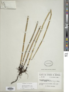 Equisetum hyemale subsp. affine image