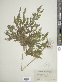 Selaginella cupressina image