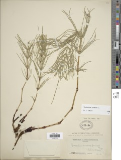 Equisetum arvense subsp. arvense image