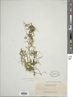Selaginella nummularia image