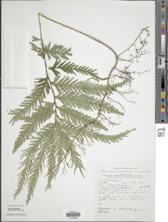 Selaginella gracilis image