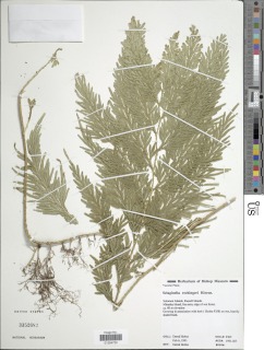 Selaginella rechingeri image