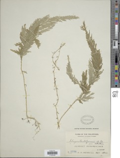 Selaginella biformis image