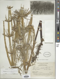 Equisetum myriochaetum image
