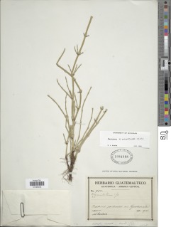Equisetum x schaffneri image