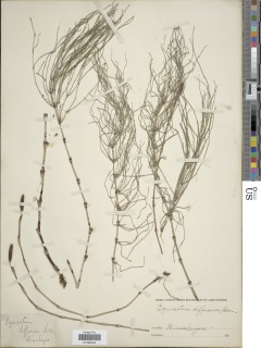 Equisetum arvense subsp. diffusum image