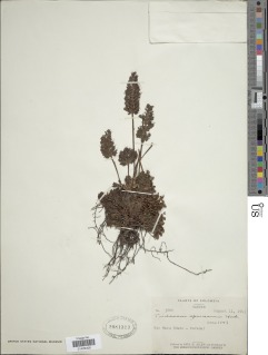 Trichomanes spruceanum image
