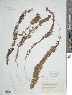 Hymenophyllum amabile image