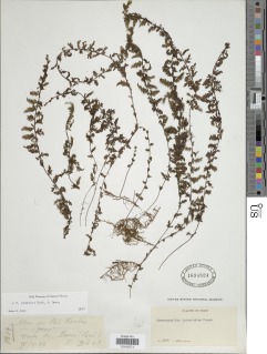 Hymenophyllum plumieri image