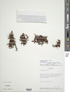 Didymoglossum punctatum image