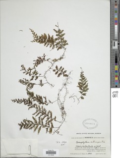 Hymenophyllum ectocarpon image