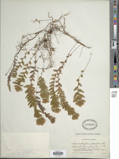 Hymenophyllum sericeum image