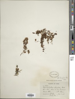 Hymenophyllum brevifrons image