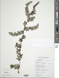 Trichomanes pedicellatum image
