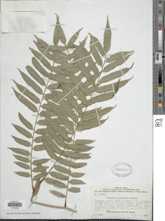 Ptisana salicifolia image