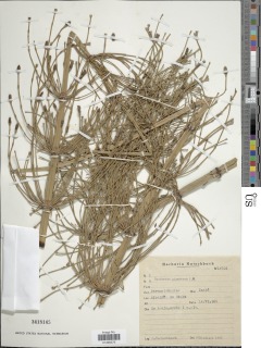 Equisetum giganteum image