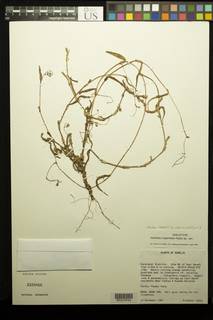 Image of Aneilema trispermum