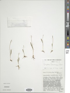 Ophioglossum lusoafricanum image