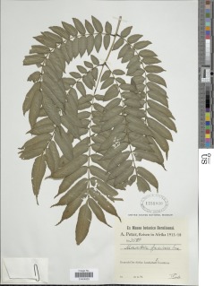 Ptisana salicifolia image