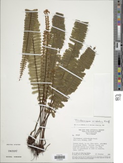 Trichomanes cristatum image