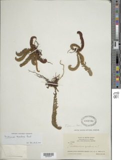 Trichomanes martiusii image