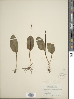 Ophioglossum engelmannii image