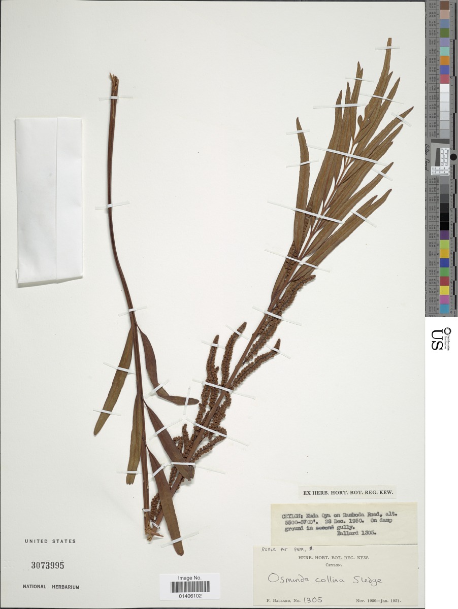 Plenasium angustifolium image
