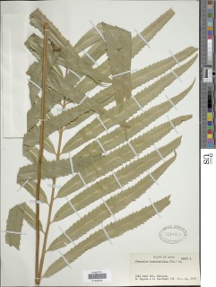 Plenasium banksiifolium image