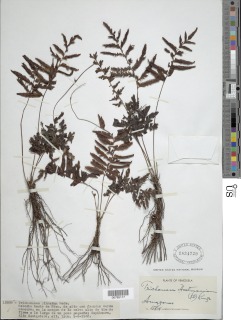 Trichomanes hostmannianum image