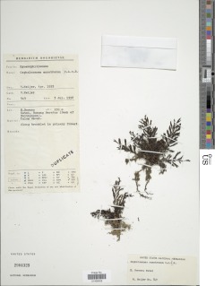 Cephalomanes javanicum var. sumatranum image