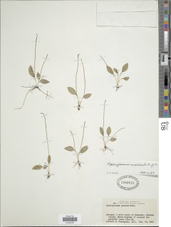 Ophioglossum nudicaule var. tenerum image