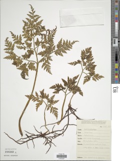 Japanobotrychum lanuginosum image