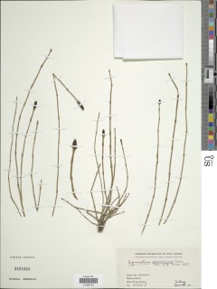 Equisetum ramosissimum subsp. debile image