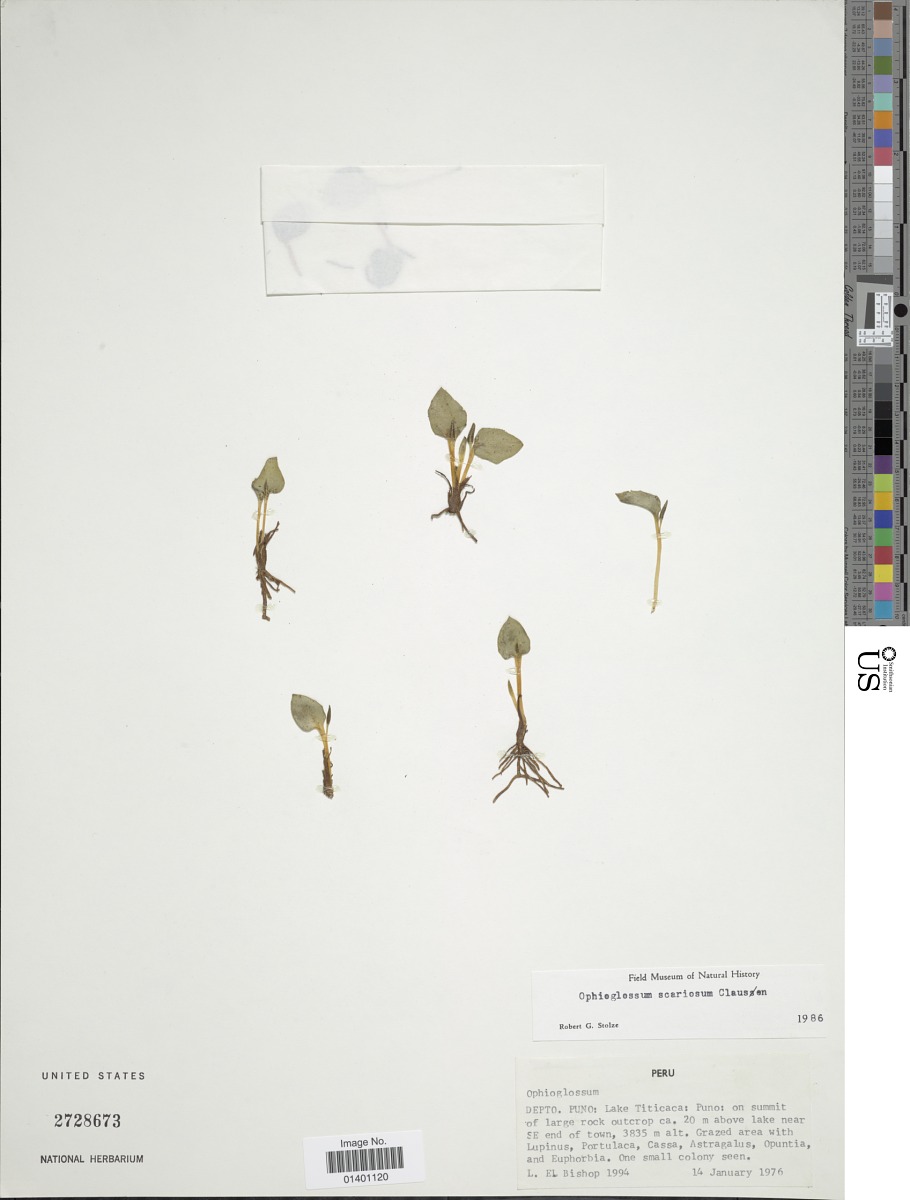 Ophioglossum scariosum image